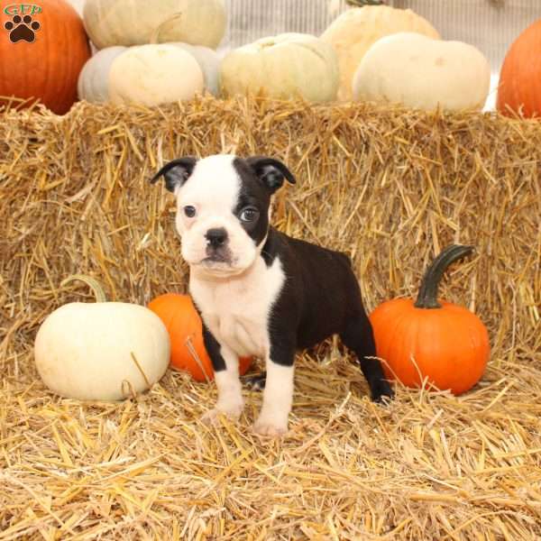 Albert, Boston Terrier Puppy
